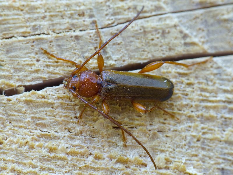 Phymatodes testaceus (Linnaeus, 1758)